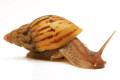 Lissachatina zanzibarica semiadult